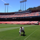 Illustration for article titled Heres How To Sneak Into Candlestick Park